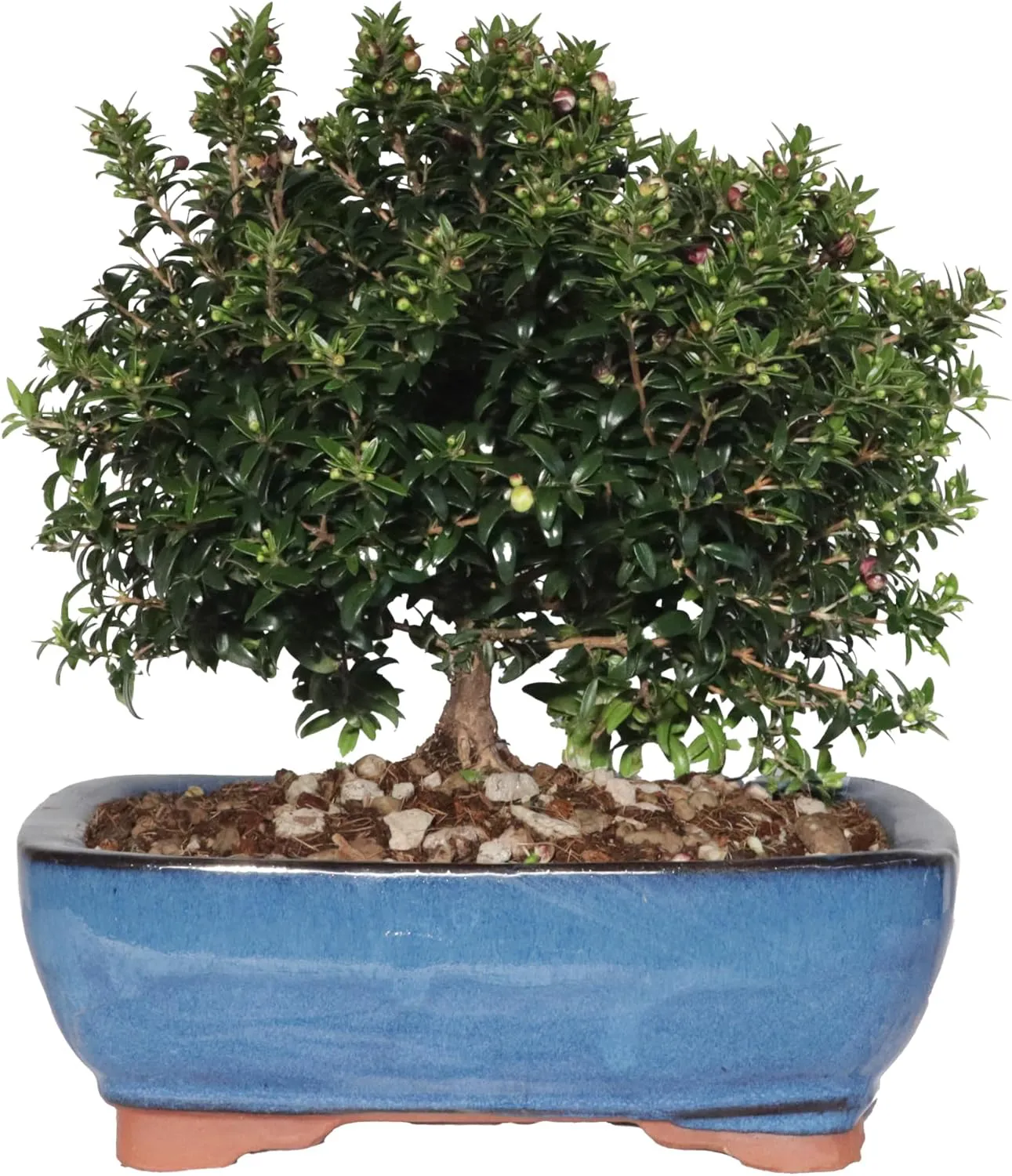 Bild von KENTIS Myrte Bonsai Myrtus Communis für den Außenbereich in Keramiktopf mit 21 cm Durchmesser und einer Höhe von 23 bis 30 cm