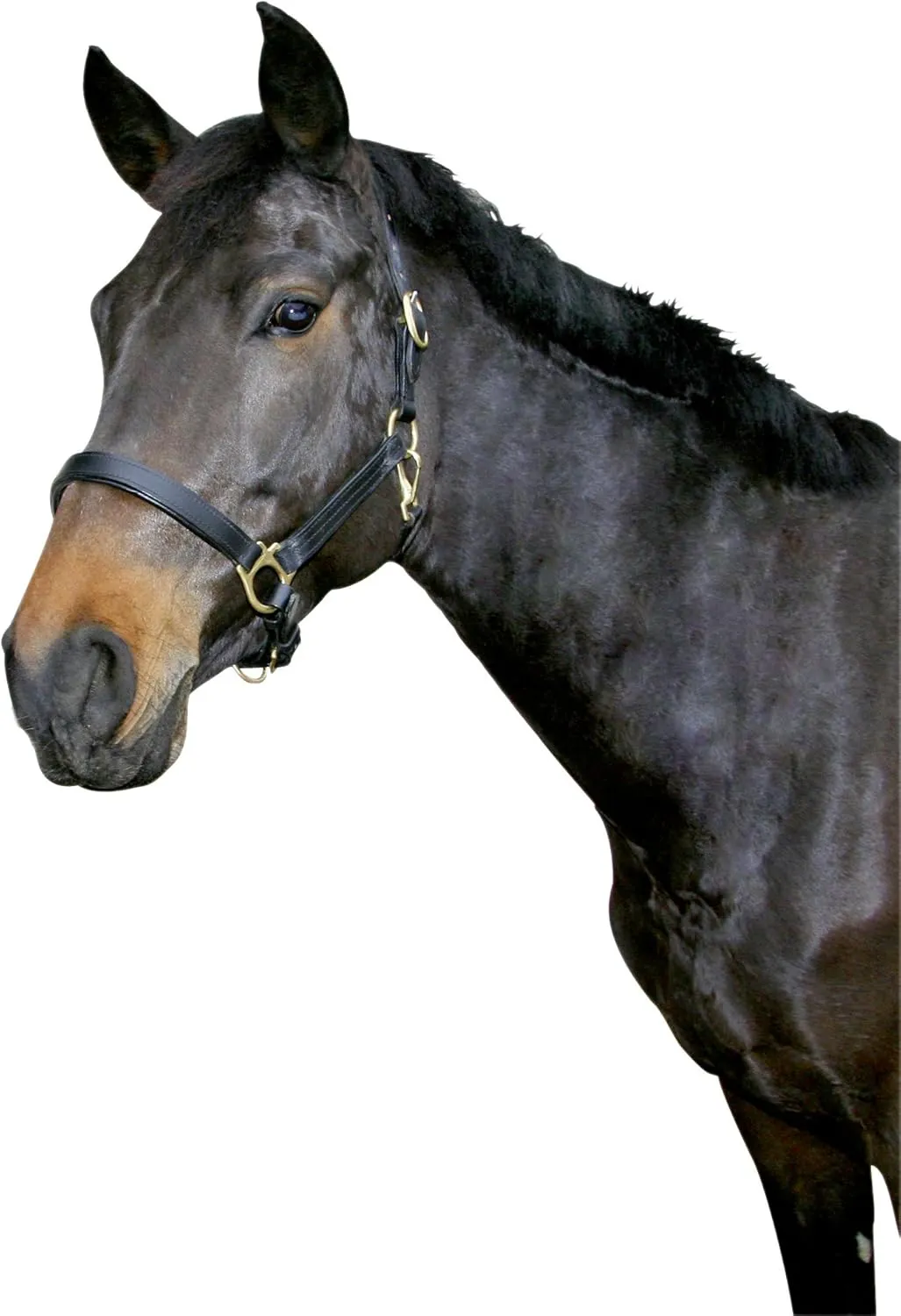 Bild von Kerbl Eco Halfter