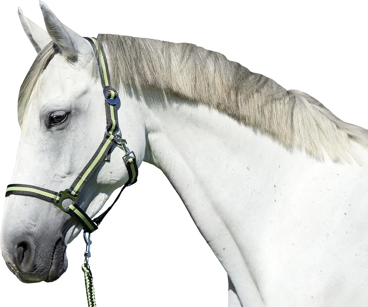Bild von Kerbl Nylonhalfter Hippo für großes Warmblut in Anthrazit und Lemon