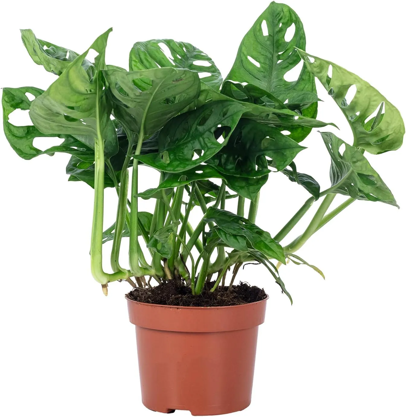 Bild von Monstera Monkey Fensterblatt Pflanze in 25 cm Höhe mit 12 cm Topfdurchmesser