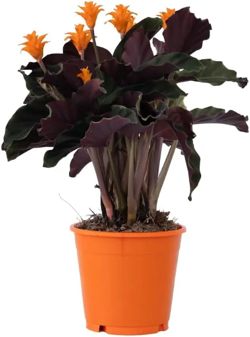 Bild von Plant in a Box Calathea Crocata Korbmarante in einem 14 cm Topf mit einer Höhe von 40 bis 50 cm