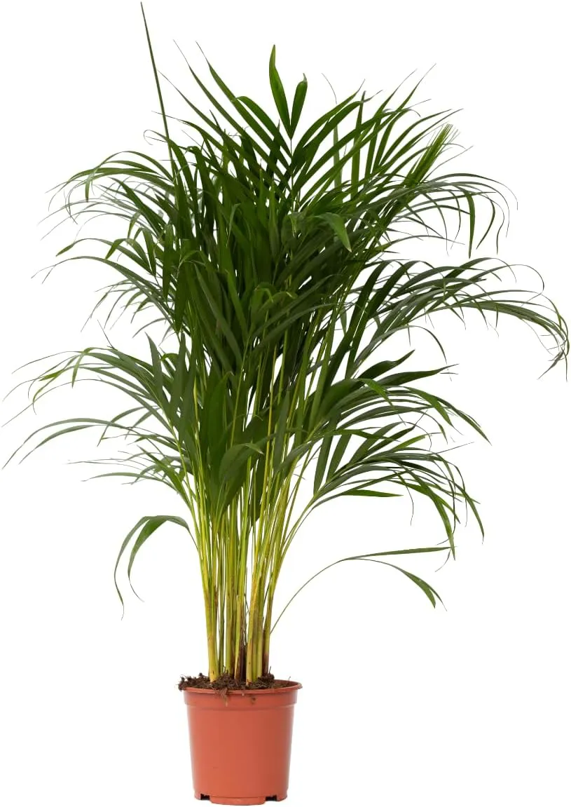 Bild von Plant in a Box Dypsis Lutescens Areca Goldfruchtpalme Zimmerpflanze im 21 cm Topf mit einer Höhe von 100 bis 120 cm