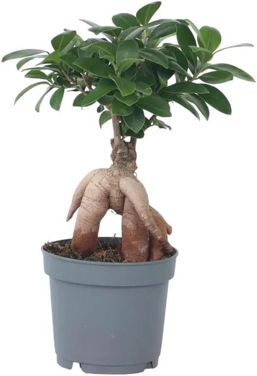 Bild von Plant in a Box Ficus Ginseng Bonsai Baum in einem 12 cm Topf mit einer Höhe von 30 bis 40 cm