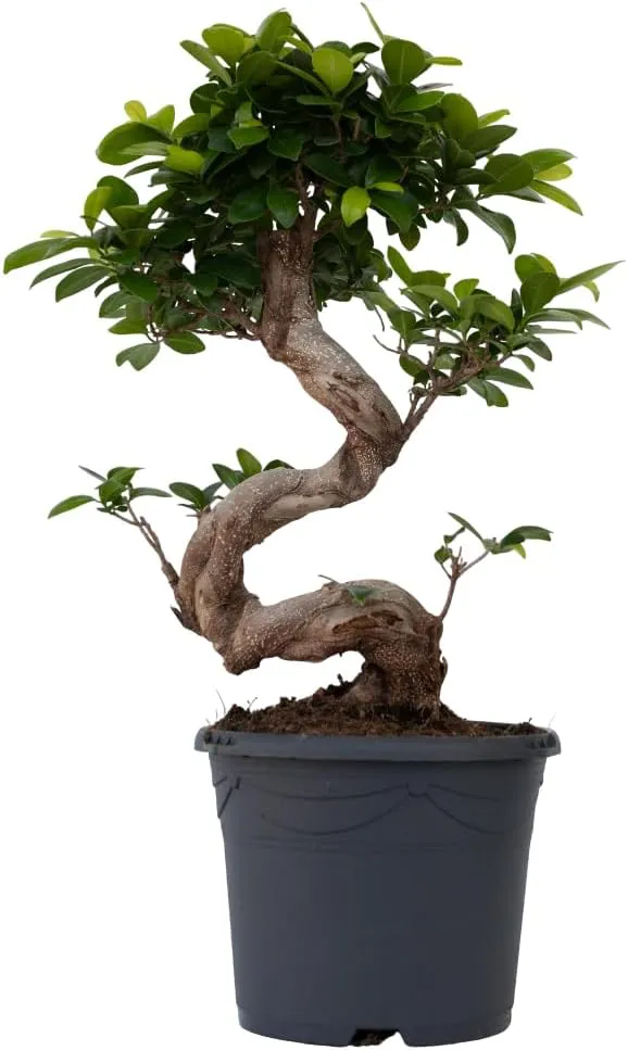 Bild von Plant in a Box Ficus microcarpa Ginseng Baum in S-Form mit 20 cm Topf und einer Höhe von 55 bis 65 cm