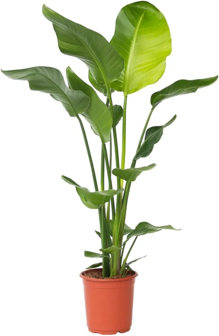 Bild von Plant in a Box Strelitzia Nicolai Zimmerpflanze im 21 cm Topf, Höhe 90 bis 110 cm