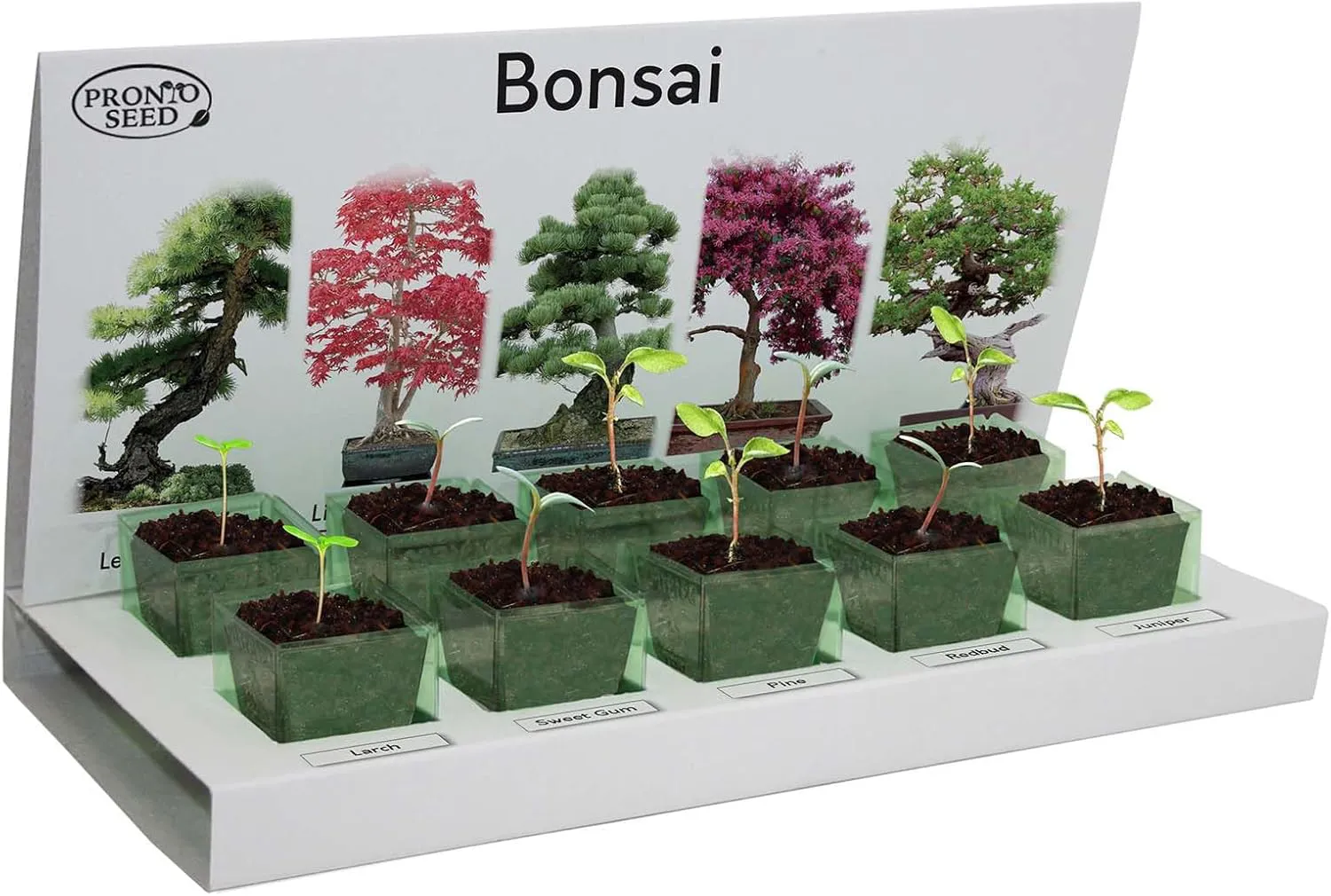 Bild von Pronto Seed Bonsai-Kit mit 5 Sorten Samen für die Indoor-Anzucht in nachhaltiger Verpackung, ideal als Geschenk für Anfänger