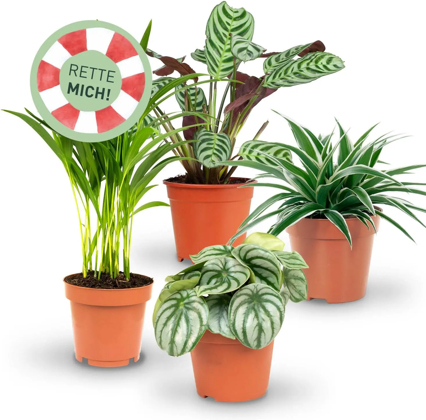 Bild von Rette mich 4er Set mit Überraschungszimmerpflanzen in Töpfen von 10 bis 12 cm