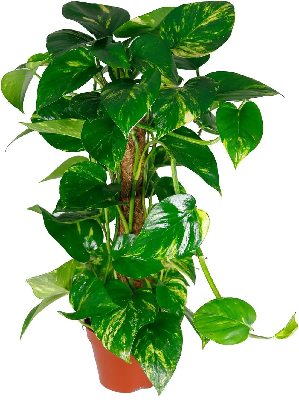 Bild von Scindapsus aureum Efeutute Zimmerpflanze im 15 cm Topf, ca. 50 cm hoch