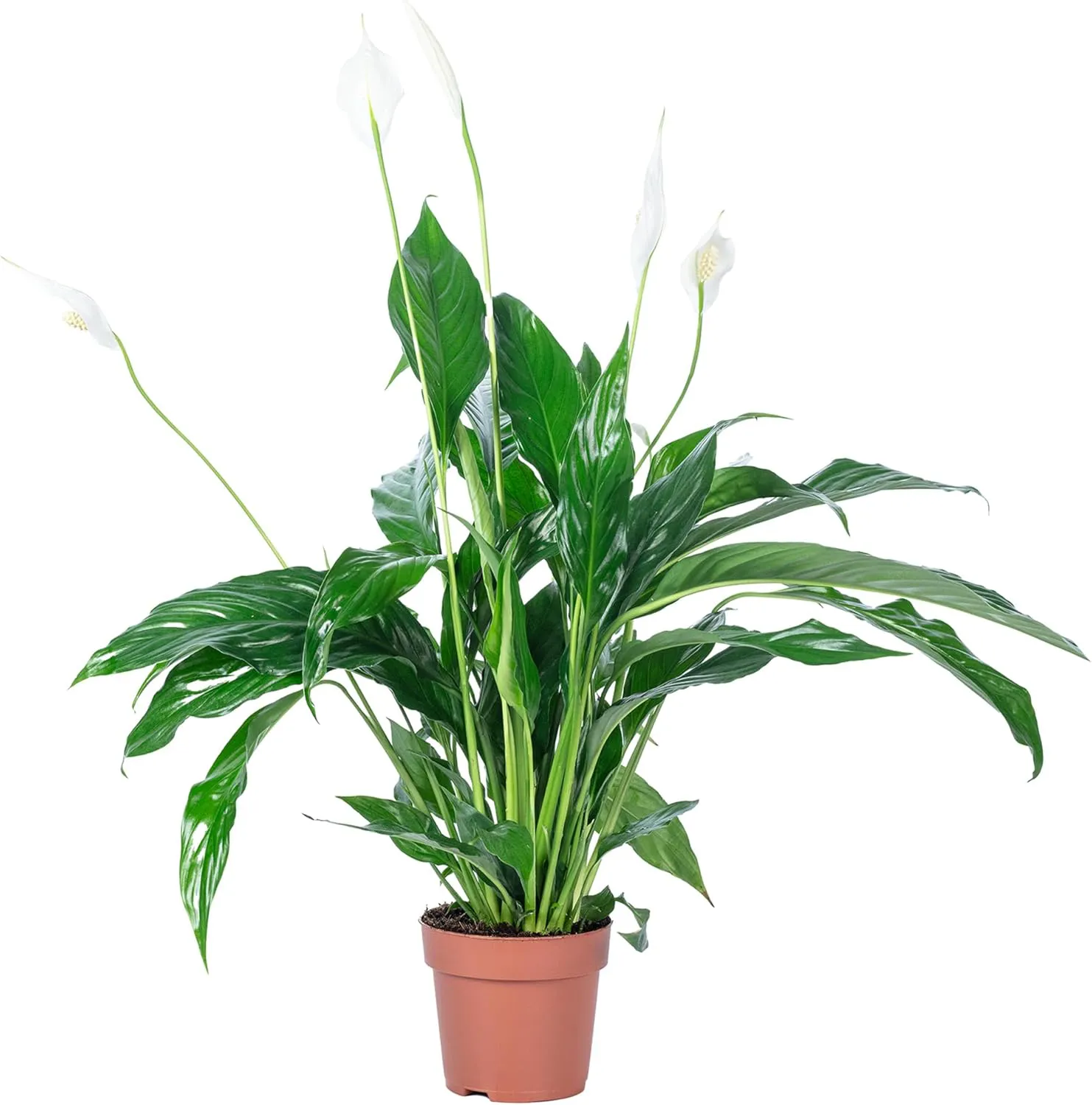 Bild von Spathiphyllum Einblatt Zimmerpflanze mit 3-5 Blüten, Höhe 50 cm, Topf-Ø 13 cm