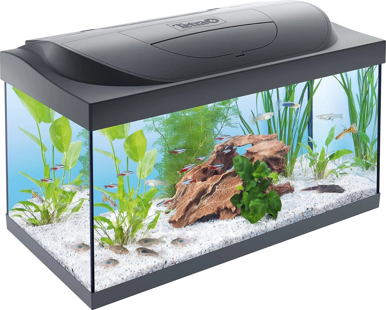 Bild von Tetra Starter Line 54 L Aquarium Komplett-Set mit LED-Beleuchtung, Innenfilter, Heizer, Fischfutter und Wasseraufbereiter