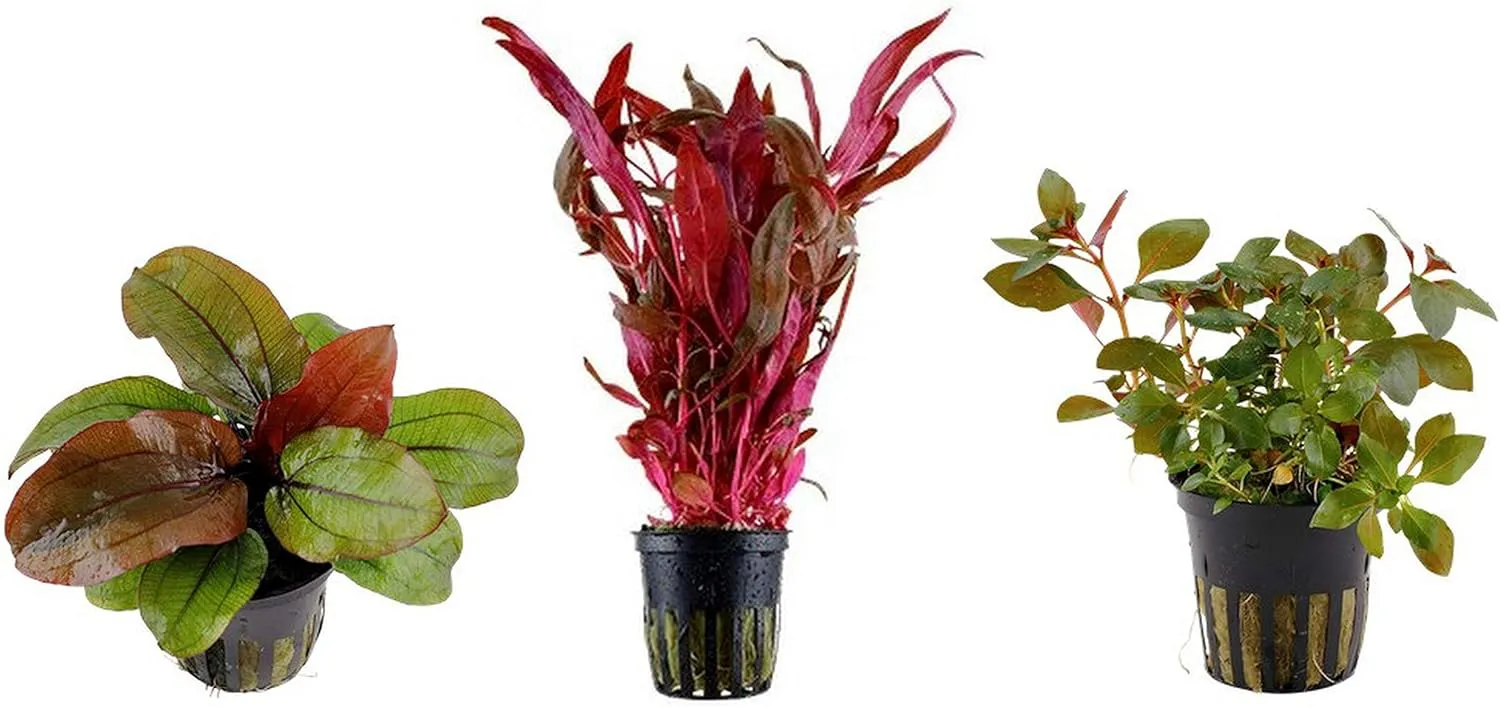 Bild von Tropica Pflanzen Set Nr. 12 mit 3 roten Topfpflanzen für Aquarien