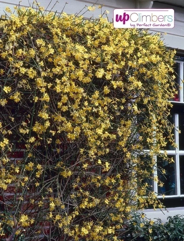 Bild von Winterjasmin Pflanze Jasminum nudiflorum mit einer Höhe von 60 bis 70 cm, winterhart und ideal für Rankgitter, Balkon und Terrasse, mit gelben Blüten