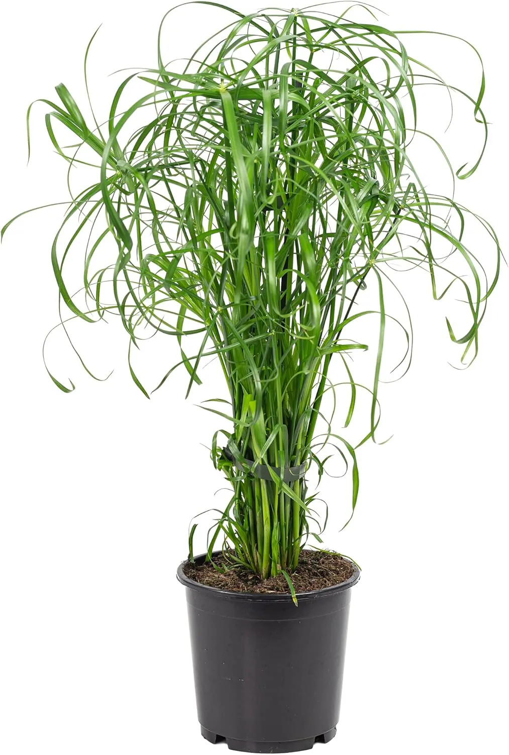 Bild von Zyperngras Cyperus alternifolius Zimmerpflanze Höhe 60 cm Topf Durchmesser 14 cm